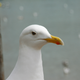 Image for article titled Ruthless Driver Charged With Felony After Playing Death Race 2000 with Seagulls